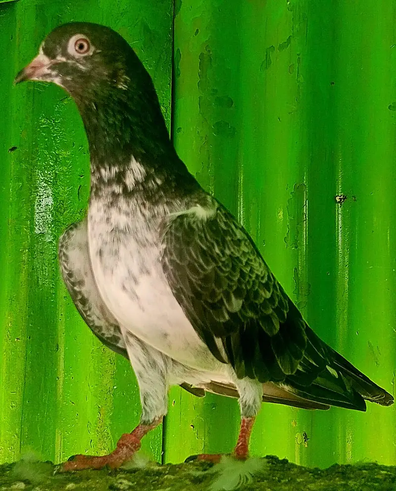 KASURI BREED PIGEONS 03126586107 — photo 9