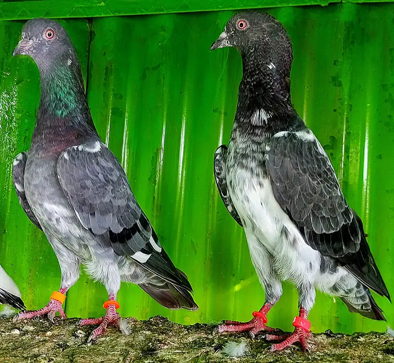 KASURI BREED PIGEONS 03126586107 — photo 10