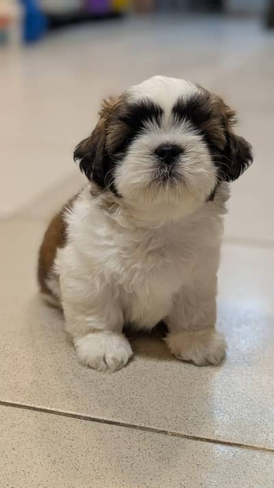 Shitzu puppies available