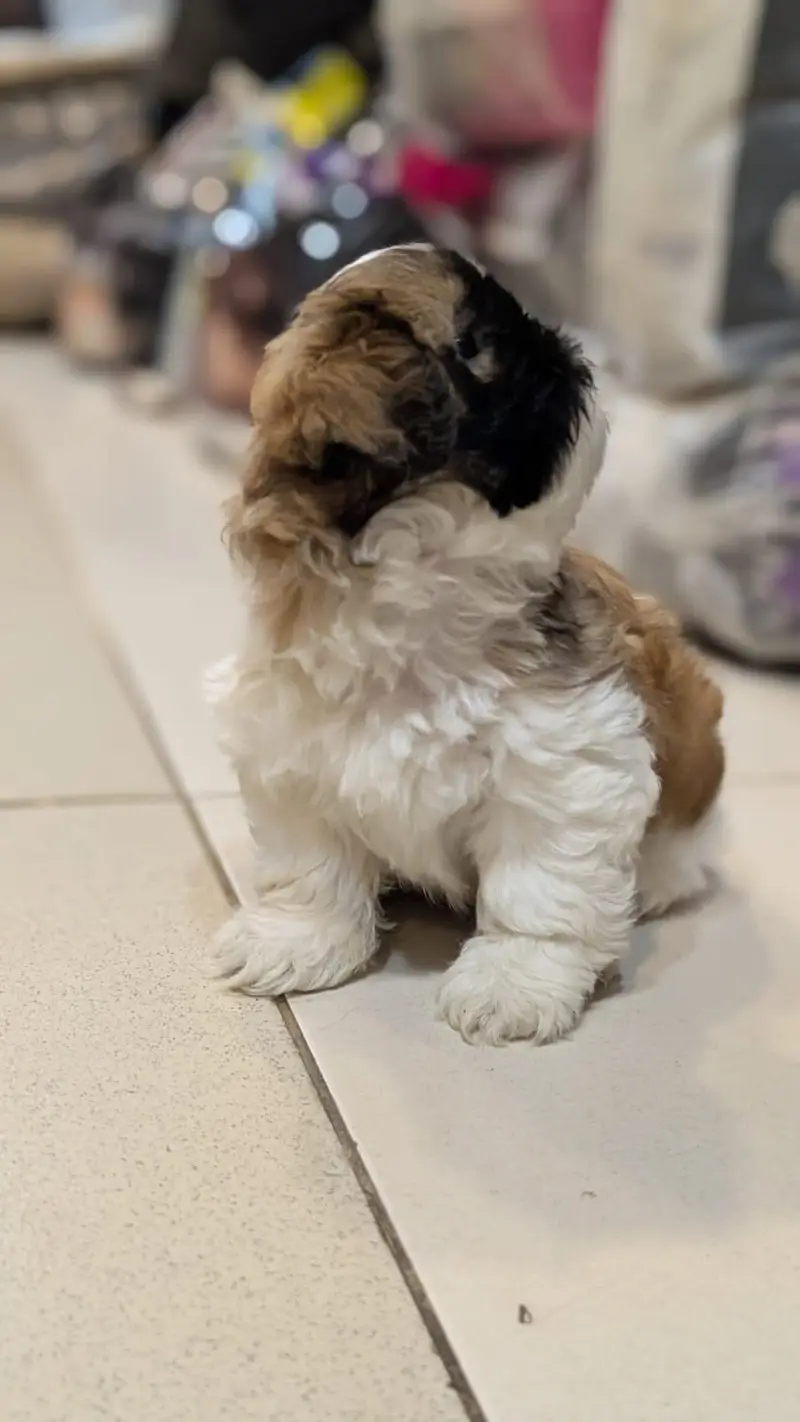 Shitzu puppies available — photo 2