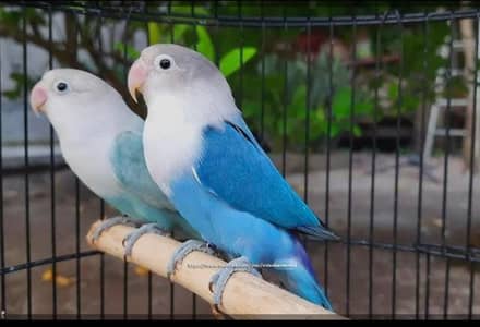 Love Birds