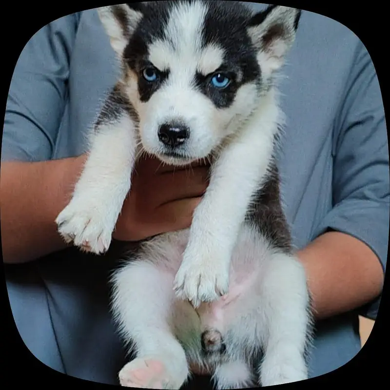 siberian husky blue eyes