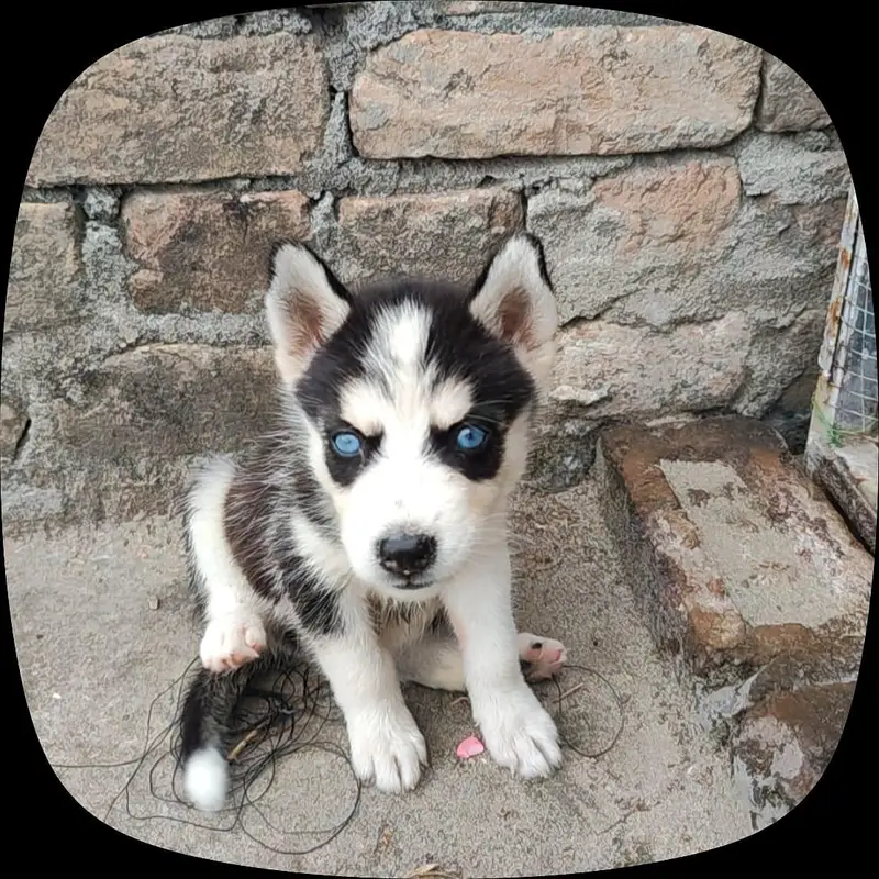 siberian husky blue eyes — photo 2