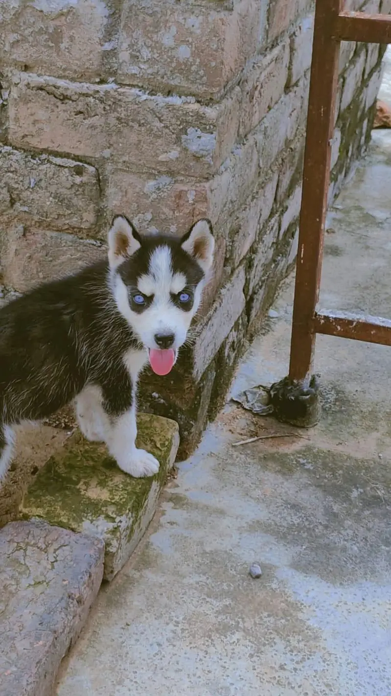siberian husky blue eyes — photo 3