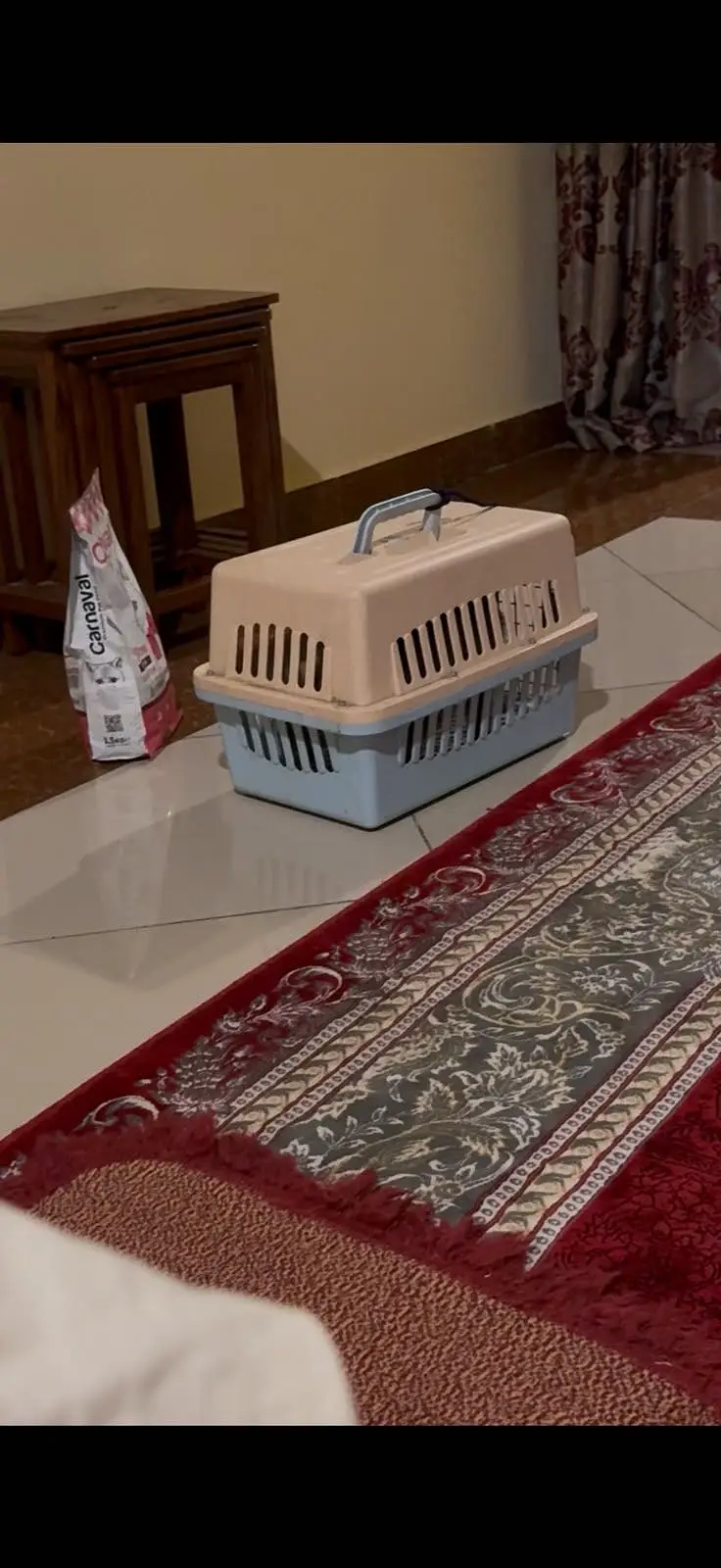 Cat with cat food and cat carrier — photo 5