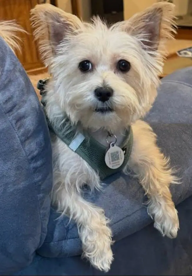 4 months old Maltussian female puppy available — photo 2
