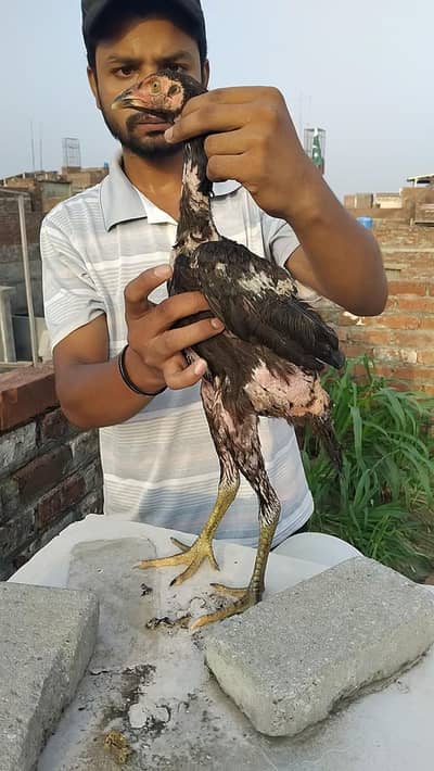 Asheel murga