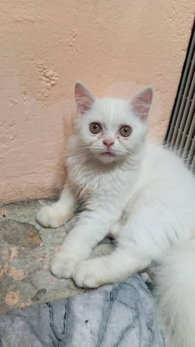 Cute Persian kittens Available — Healthy & playful