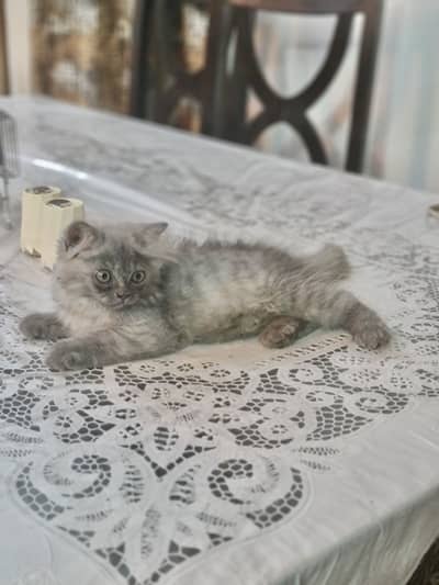 Persian kitten