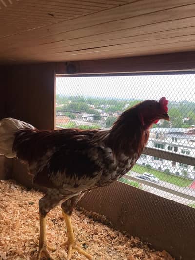 TWO ASEEL HEALTHY ROOSTERS