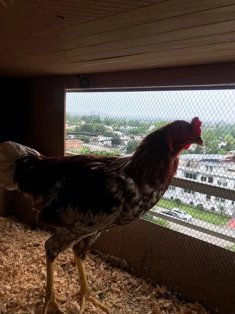 TWO ASEEL HEALTHY ROOSTERS — photo 2