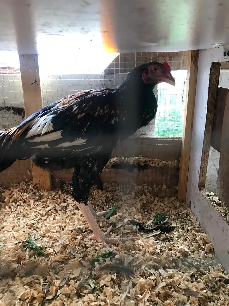 TWO ASEEL HEALTHY ROOSTERS — photo 3