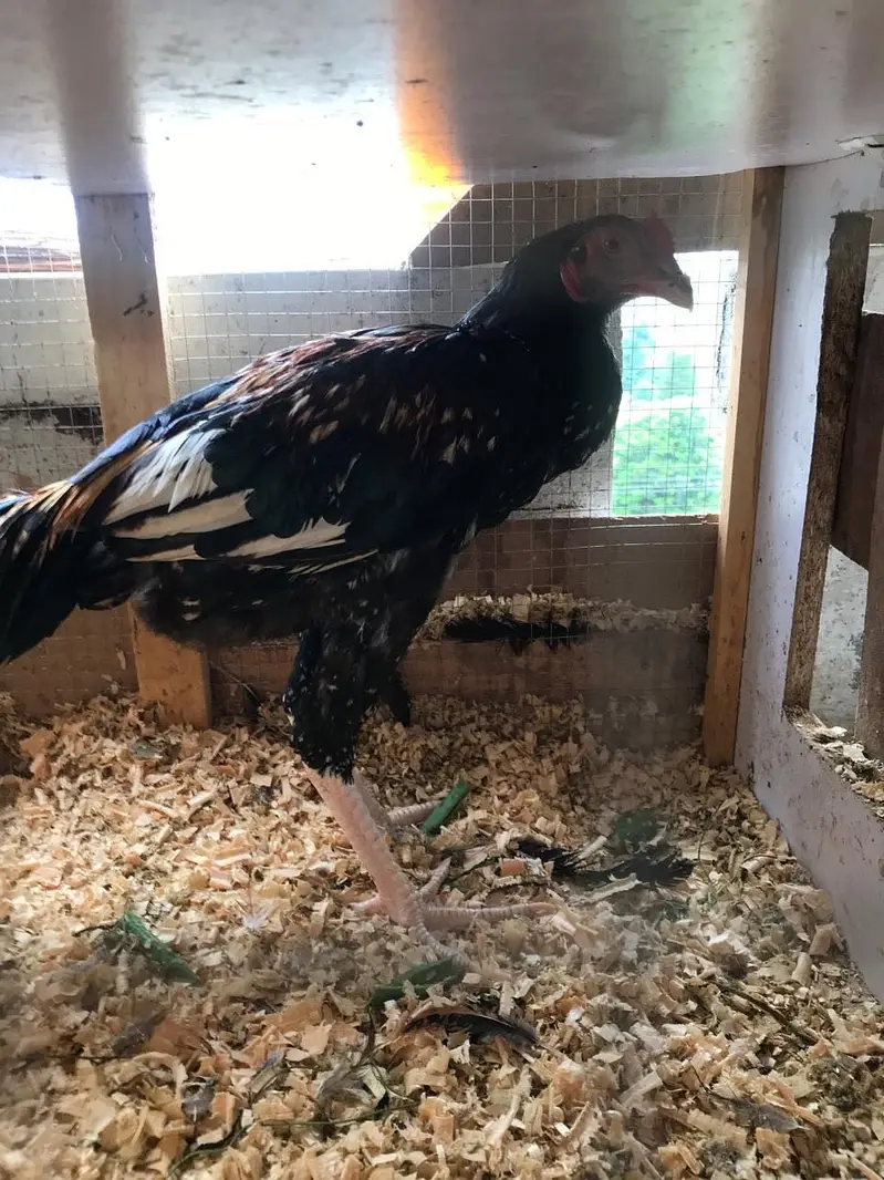 TWO ASEEL HEALTHY ROOSTERS — photo 4