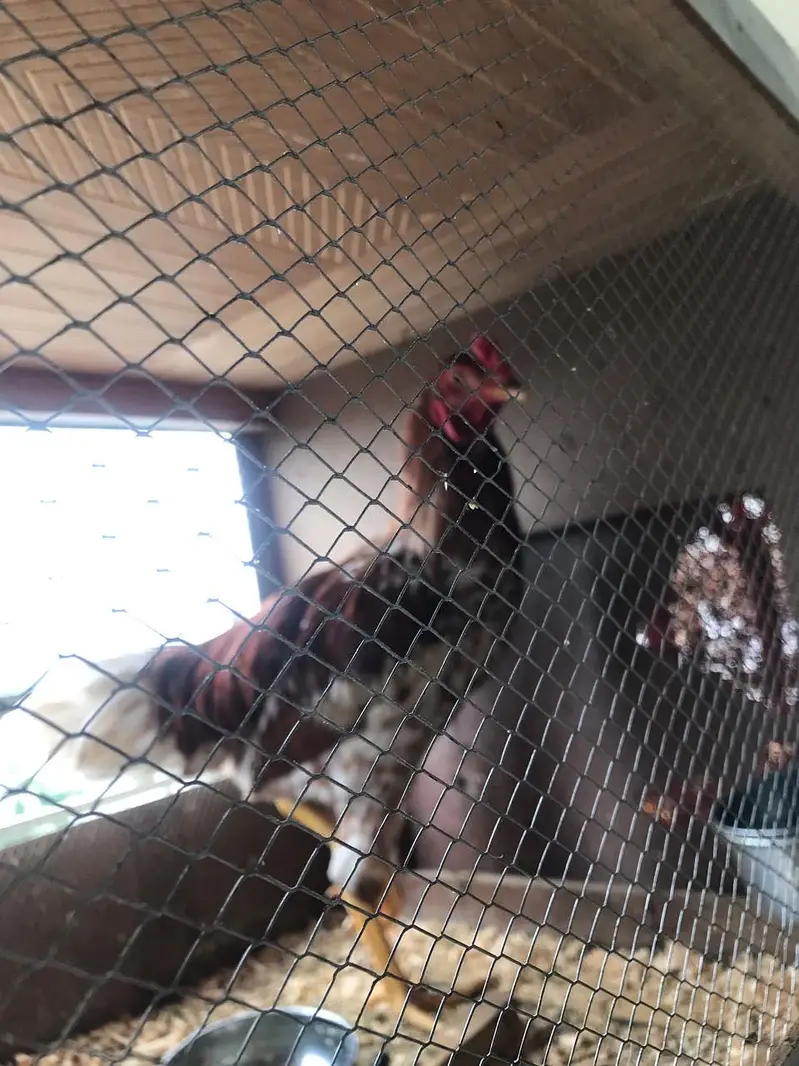 TWO ASEEL HEALTHY ROOSTERS — photo 5