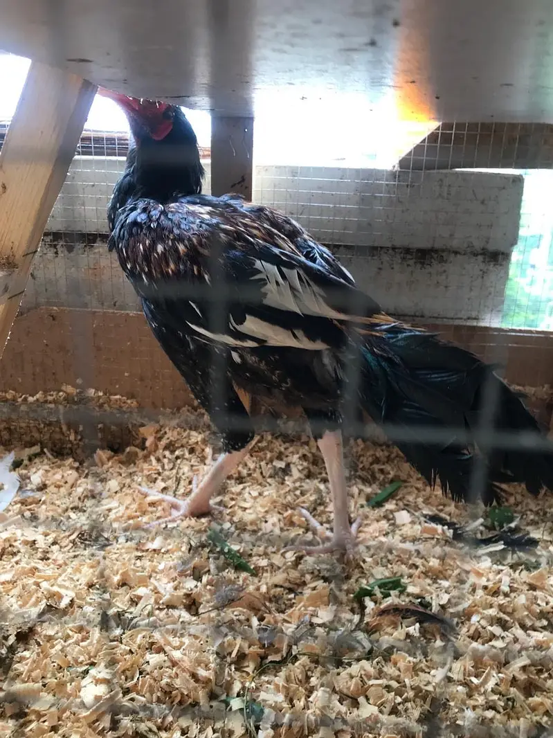 TWO ASEEL HEALTHY ROOSTERS — photo 6