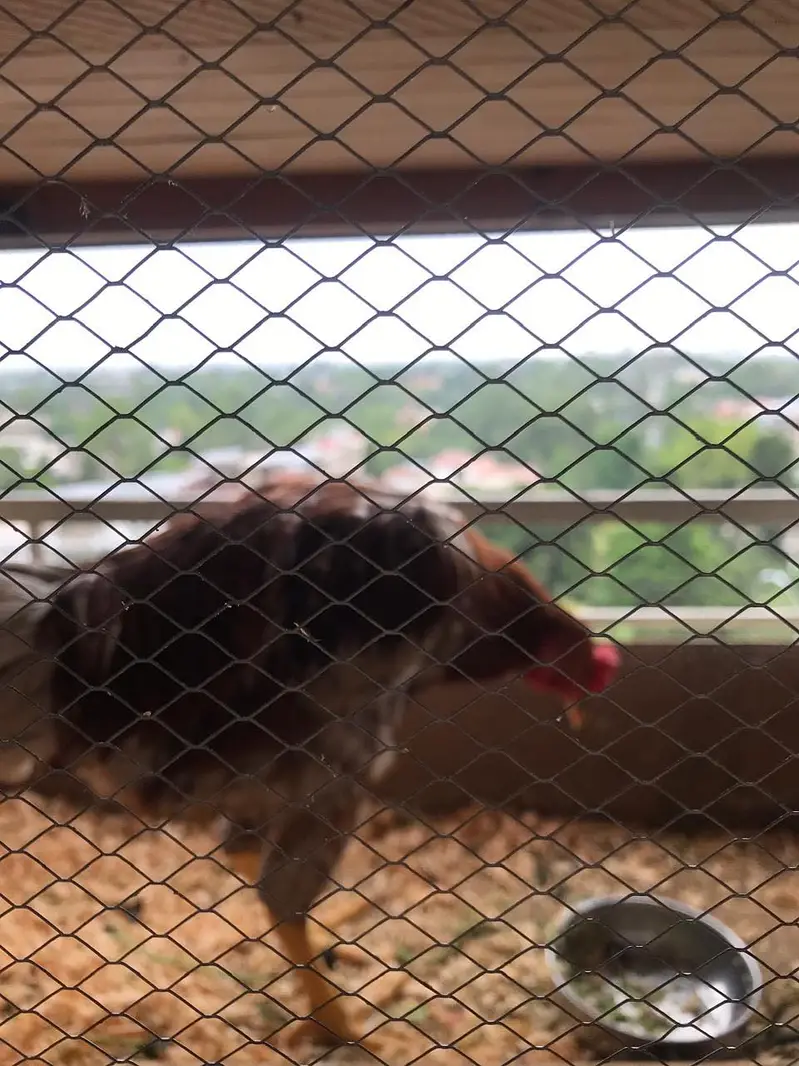 TWO ASEEL HEALTHY ROOSTERS — photo 7
