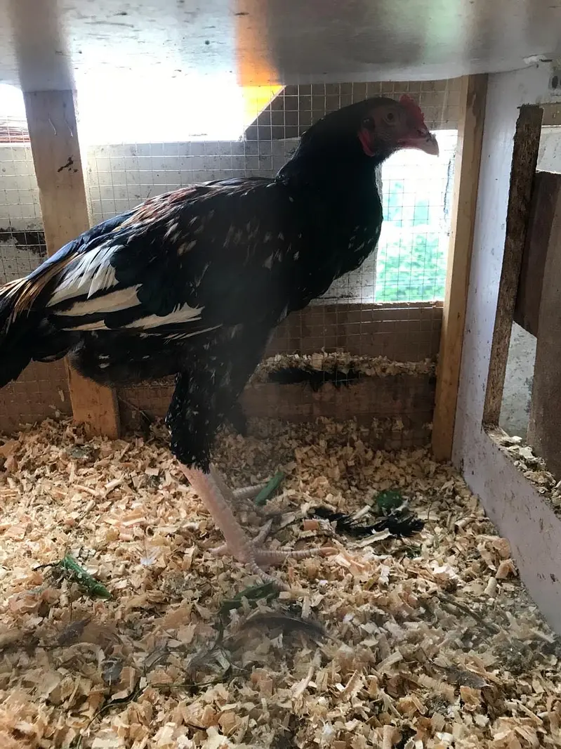 TWO ASEEL HEALTHY ROOSTERS — photo 8