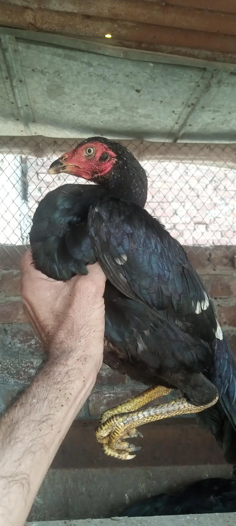 10000 pair pathia pathy jo sary lo kami ho ja — photo 4