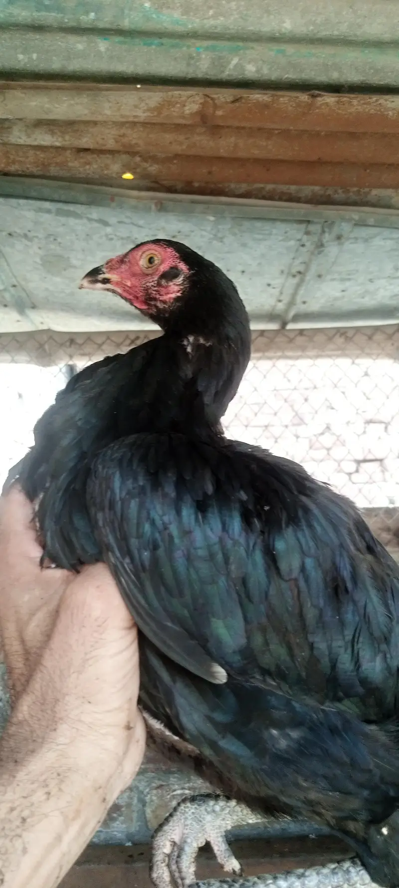 10000 pair pathia pathy jo sary lo kami ho ja — photo 6