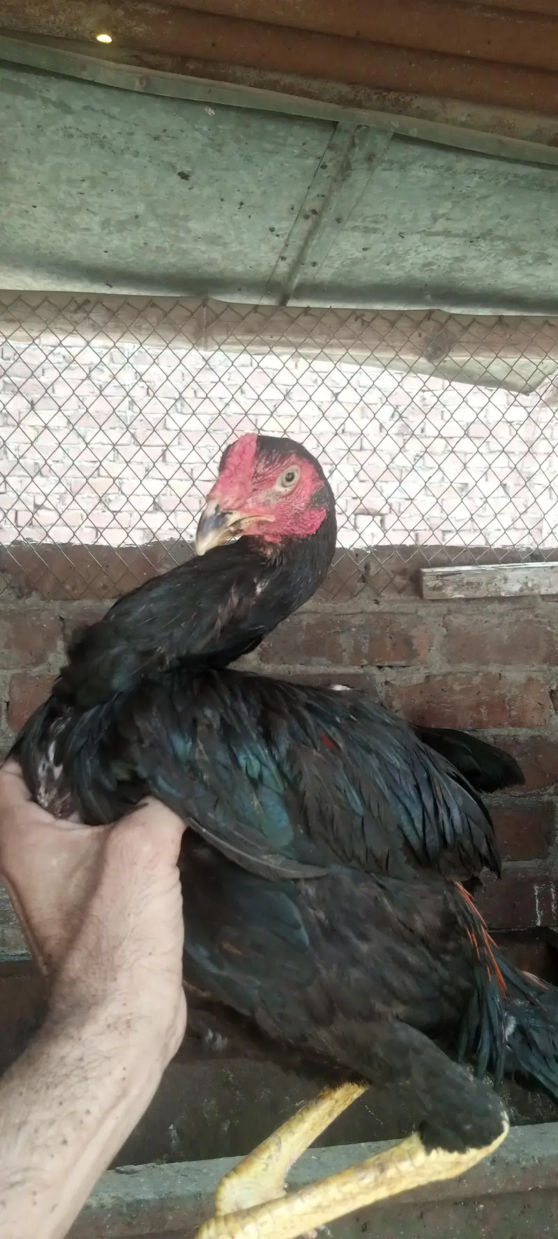 10000 pair pathia pathy jo sary lo kami ho ja — photo 7
