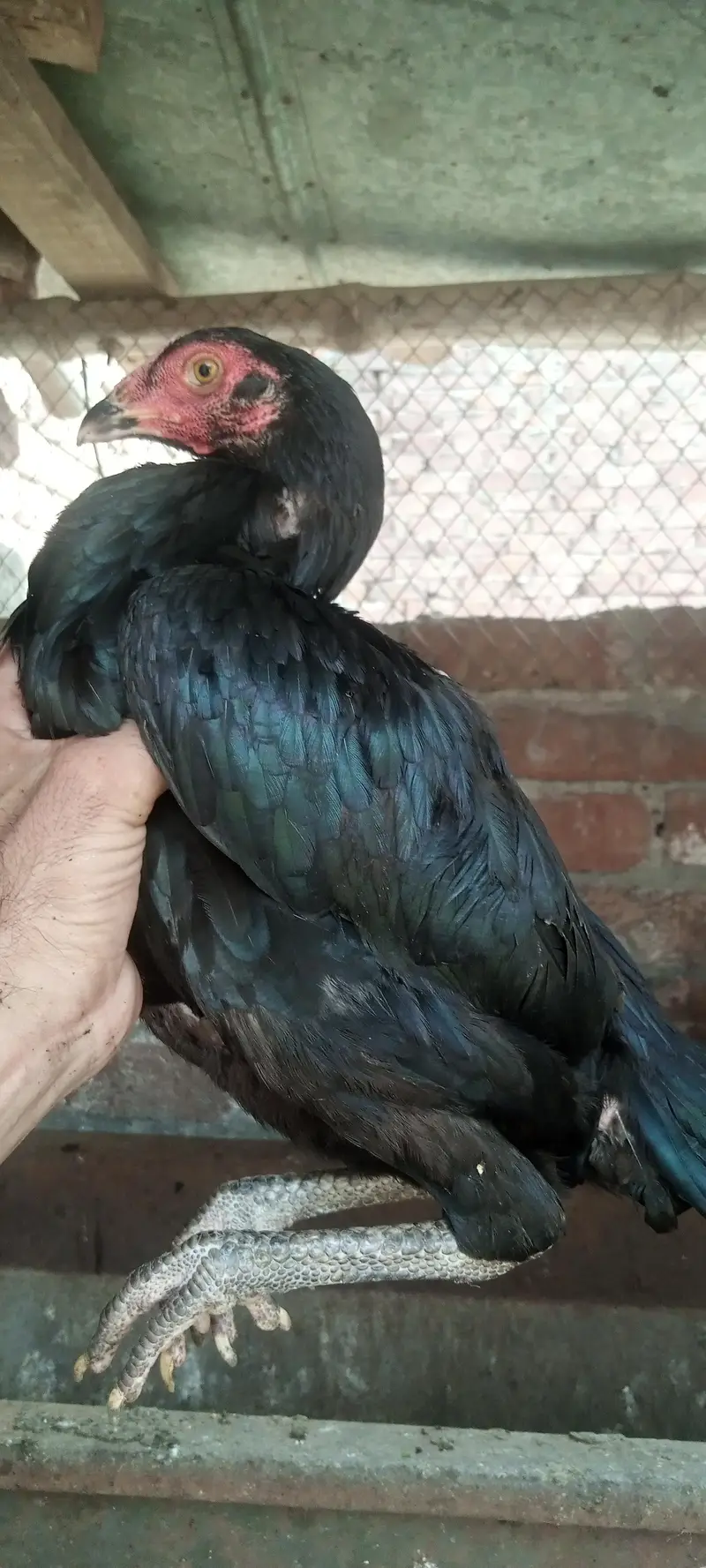 10000 pair pathia pathy jo sary lo kami ho ja — photo 12