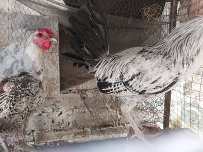 Exchange possible Misri Fayoumi Pair Egg laying