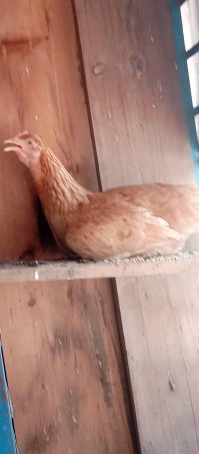 Australian hen top quality  pure breed