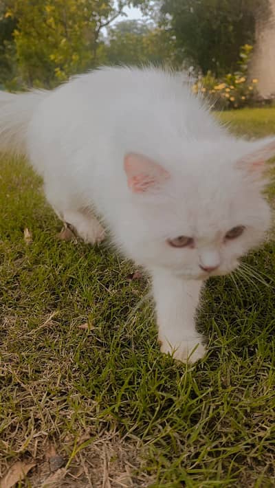 Persian triple coat Cat female