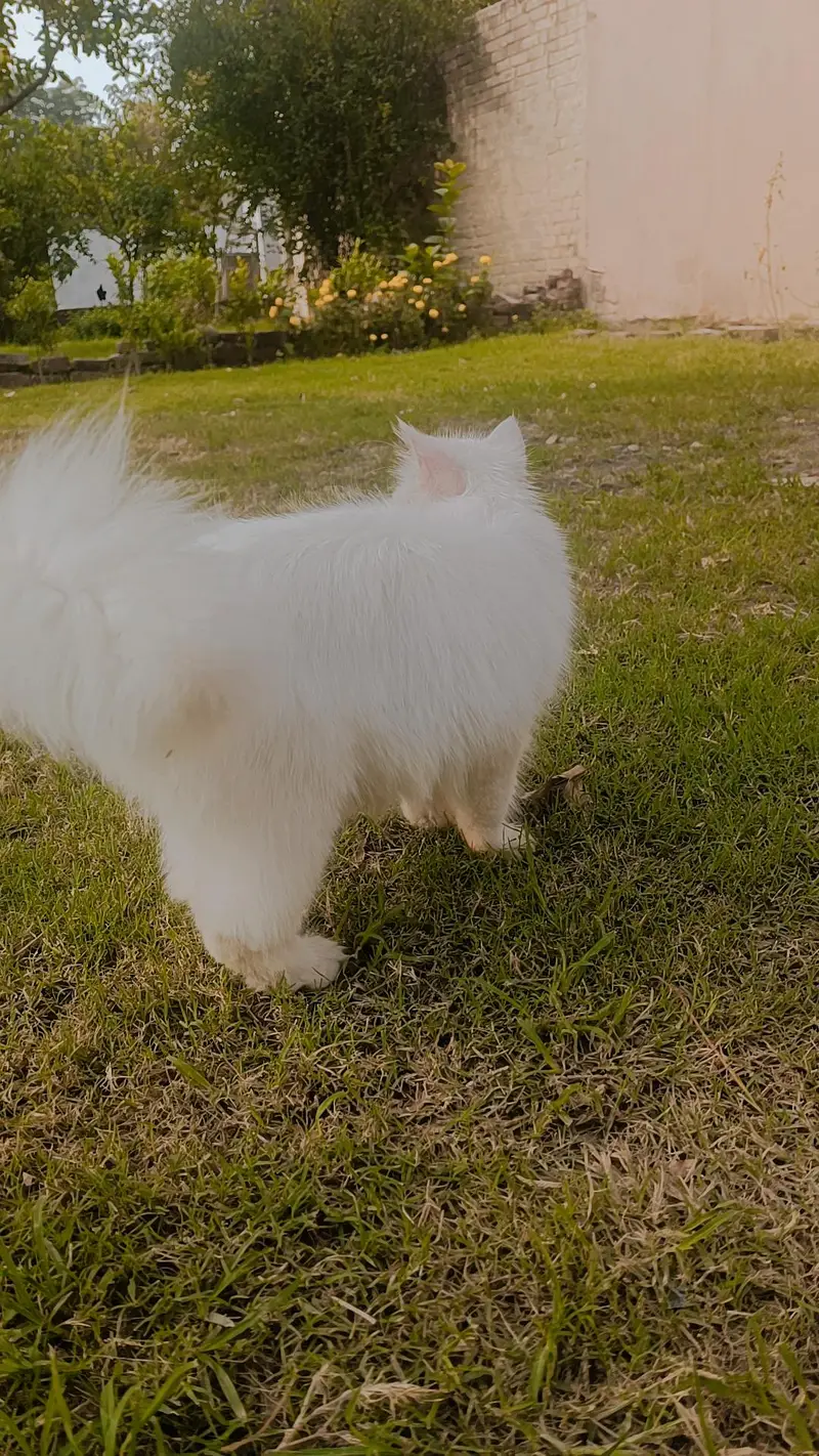 Persian triple coat Cat female — photo 2