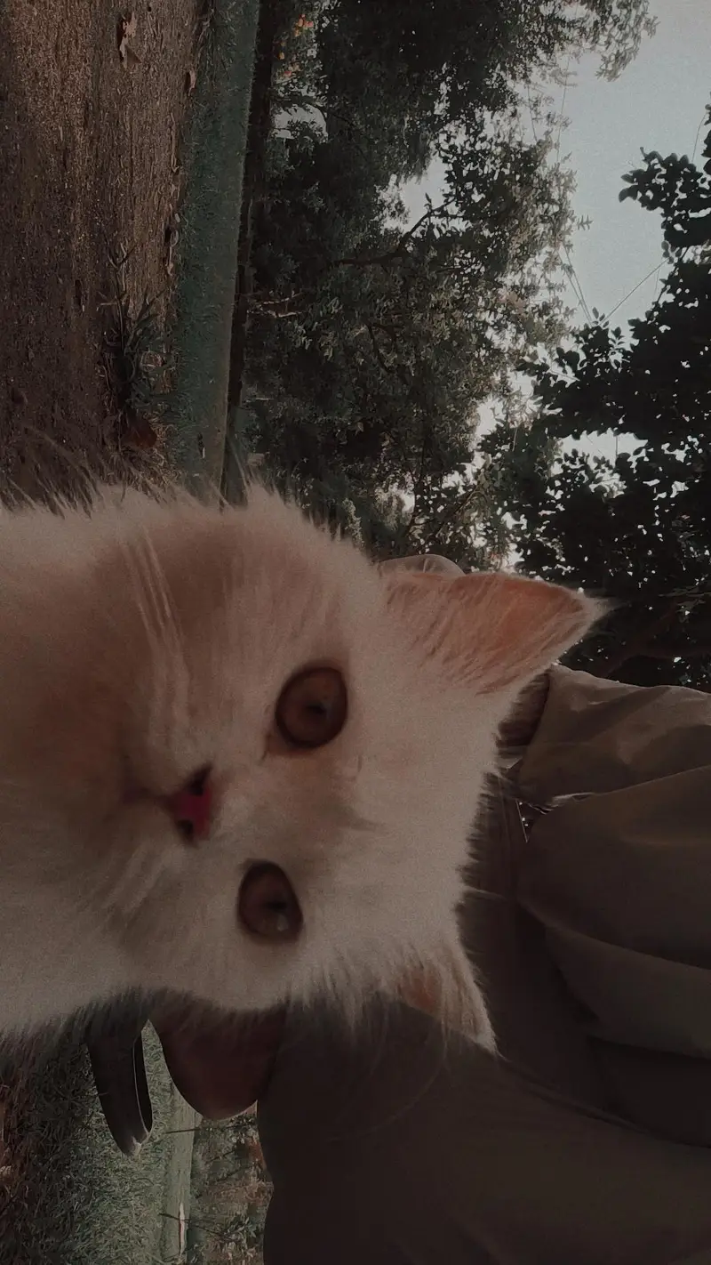 Persian triple coat Cat female — photo 3
