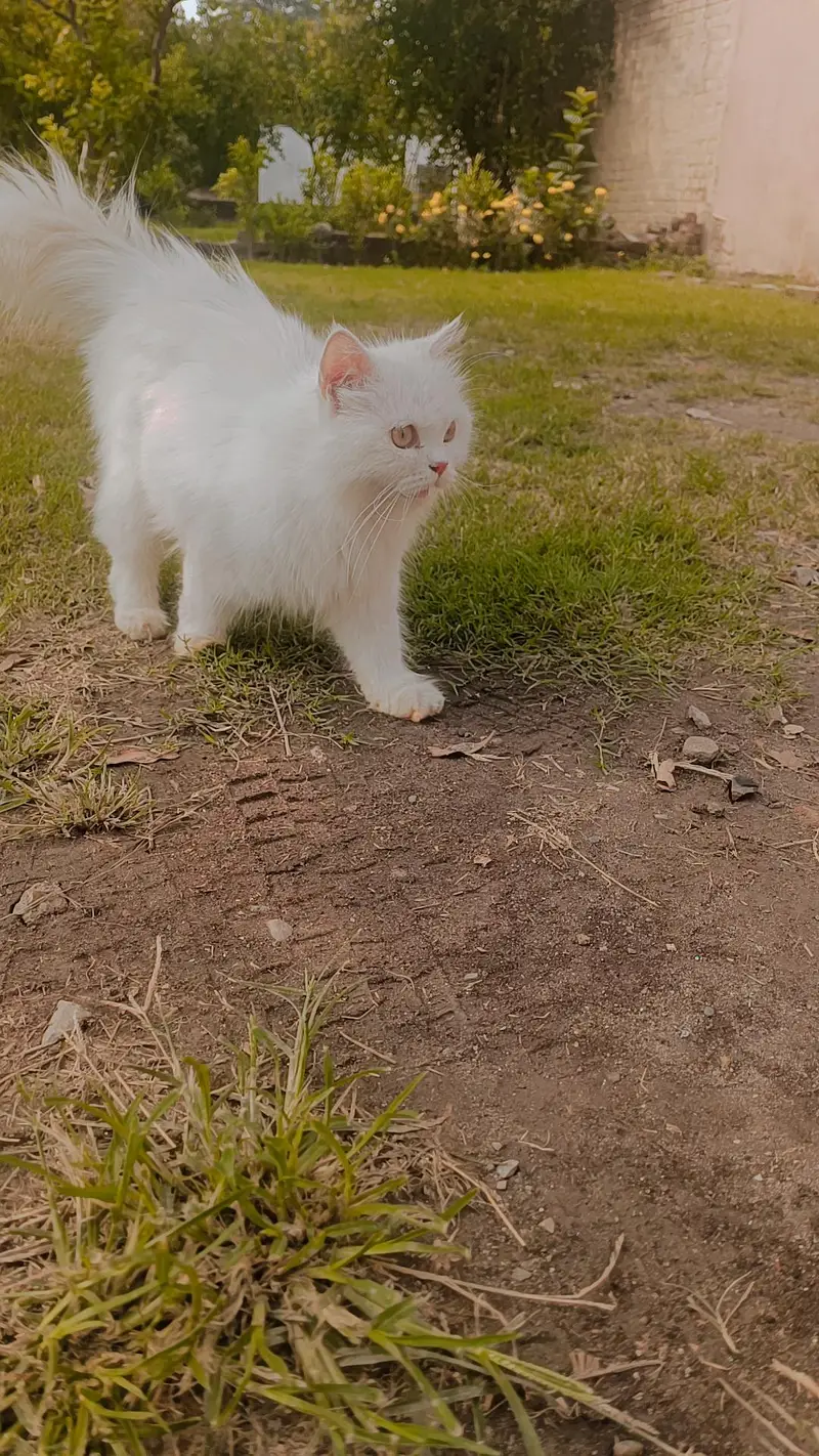 Persian triple coat Cat female — photo 4