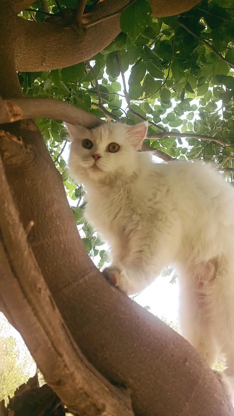 Persian triple coat Cat female — photo 5