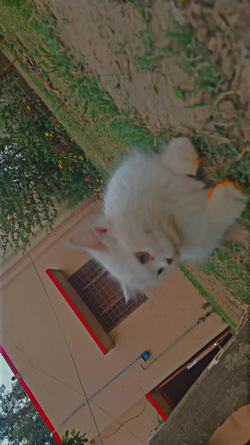 Persian triple coat Cat female — photo 6