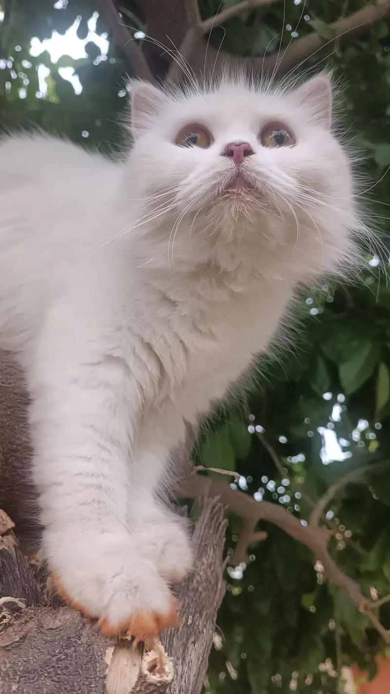 Persian triple coat Cat female — photo 7