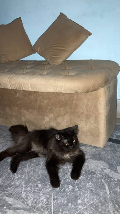 Persian triple coat black cat punch face for sale