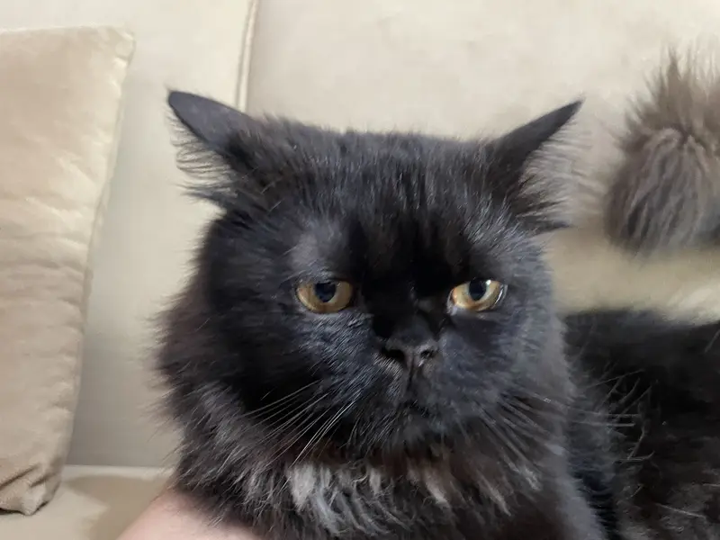 Persian triple coat black cat punch face for sale — photo 2