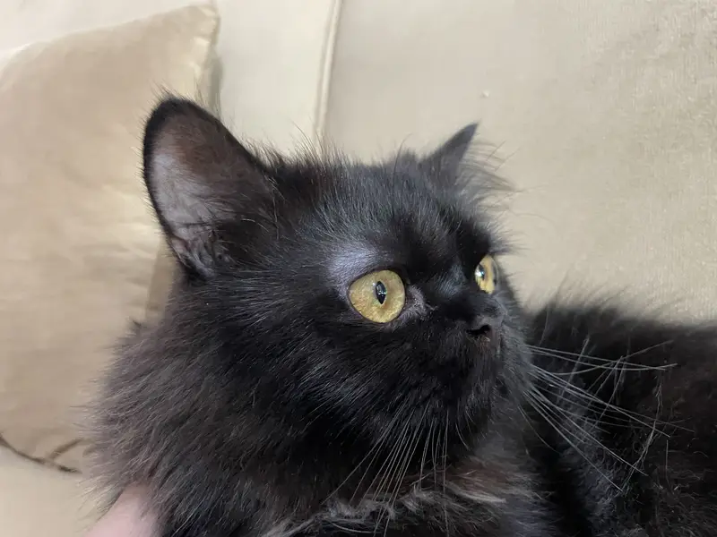 Persian triple coat black cat punch face for sale — photo 3