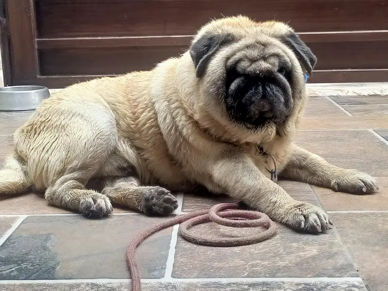 toy breed very friendly Imported Pug — photo 2