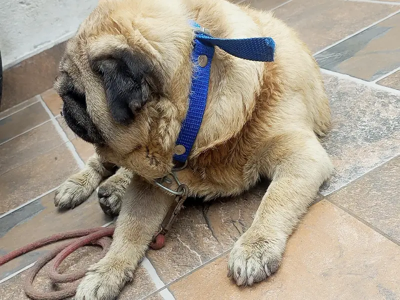 toy breed very friendly Imported Pug — photo 3