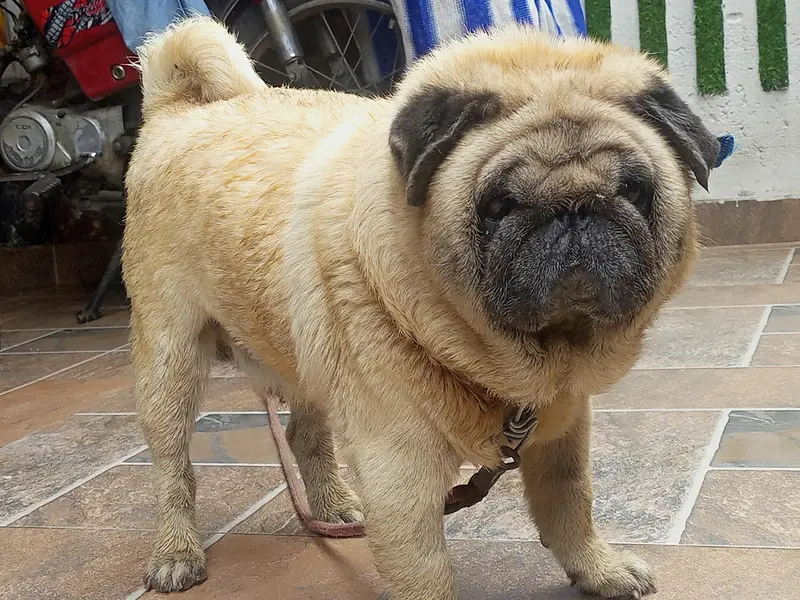 toy breed very friendly Imported Pug — photo 4