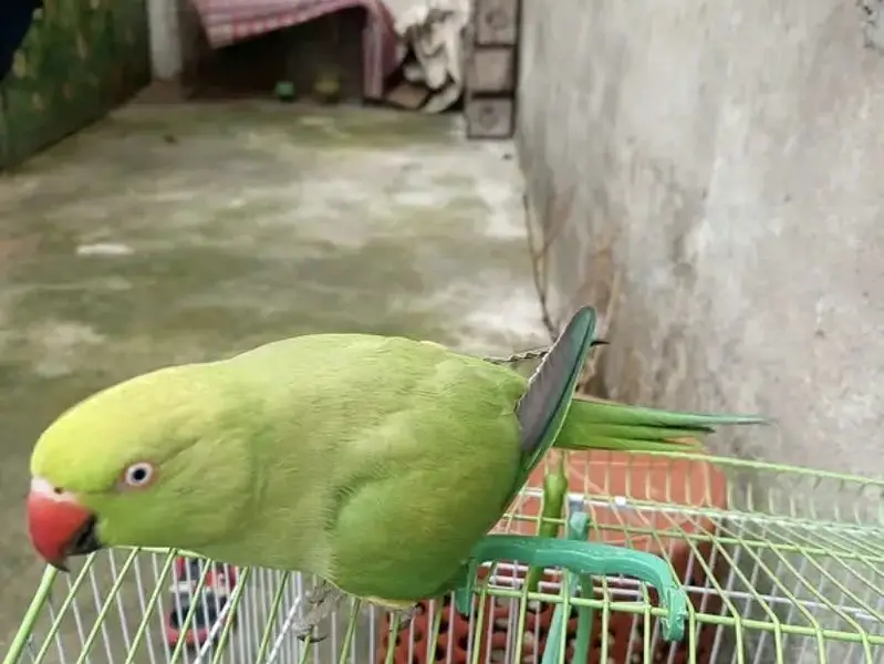 Tame talking female — photo 2