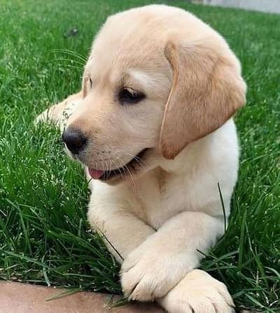 Labrador puppy
