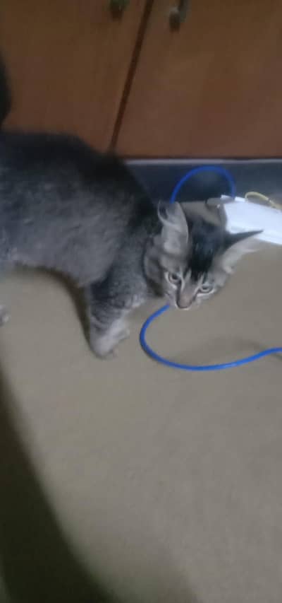 free cat selling because my family dont want it