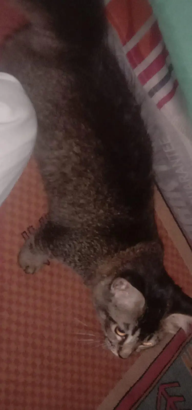 free cat selling because my family dont want it — photo 2