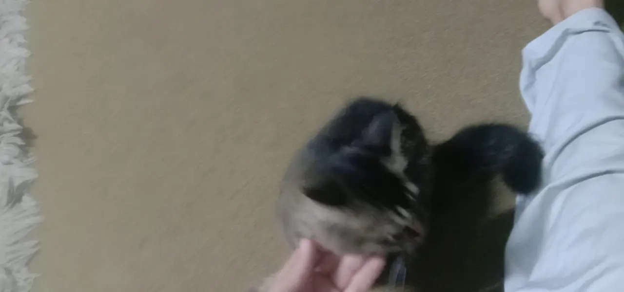 free cat selling because my family dont want it — photo 3
