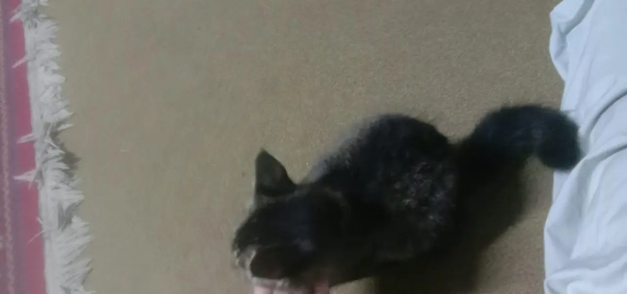 free cat selling because my family dont want it — photo 4