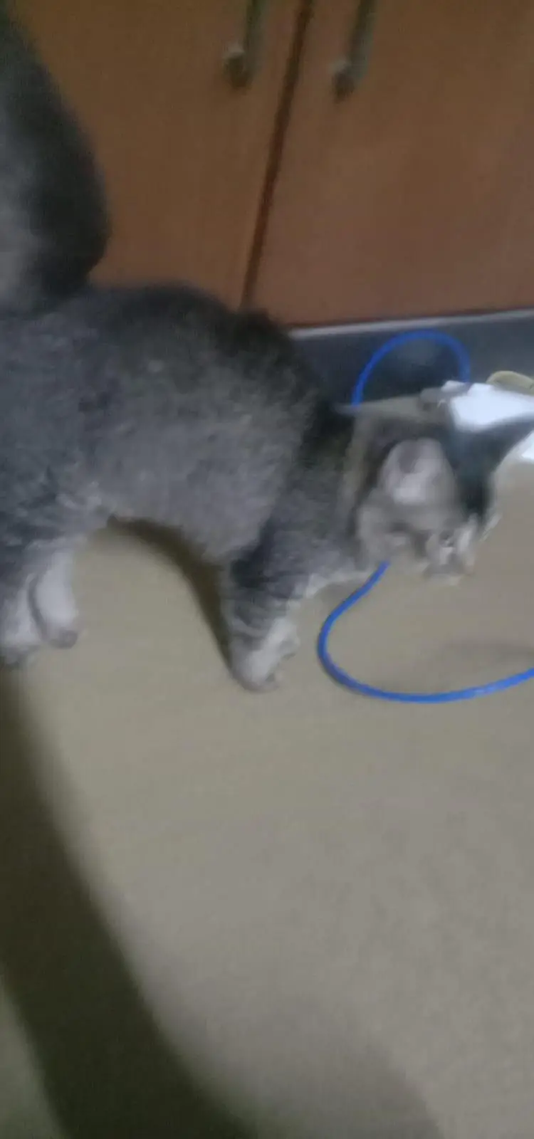 free cat selling because my family dont want it — photo 5