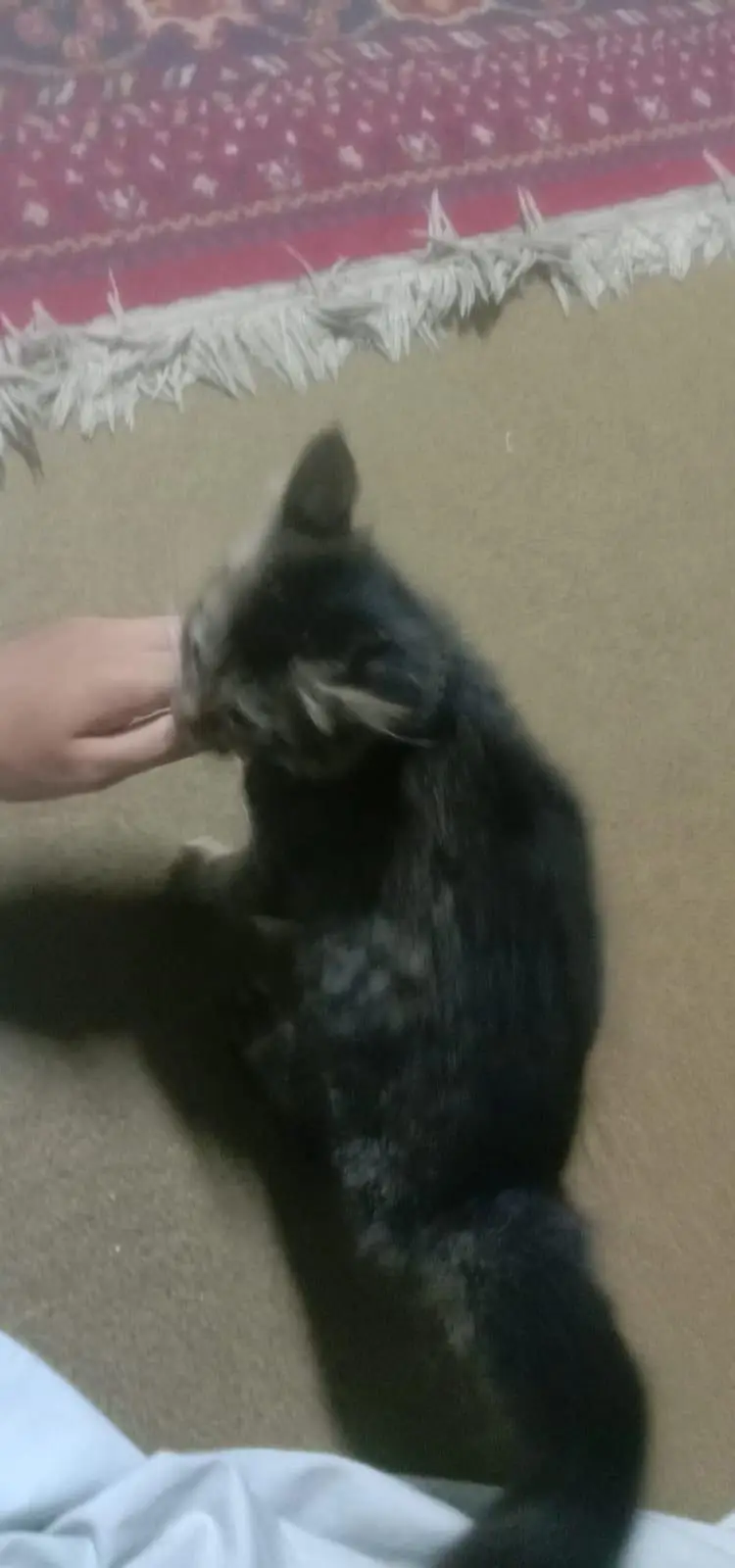 free cat selling because my family dont want it — photo 6