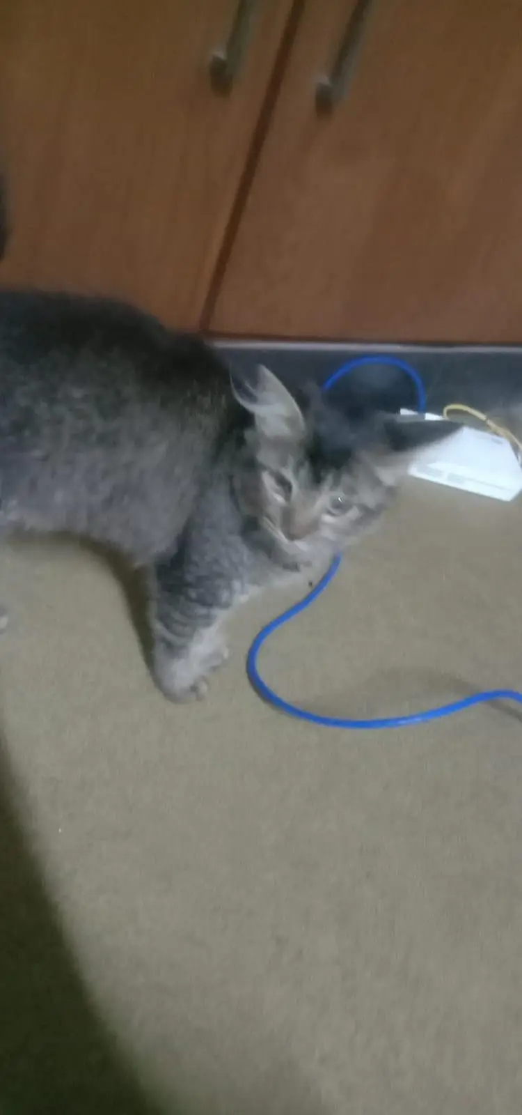 free cat selling because my family dont want it — photo 7