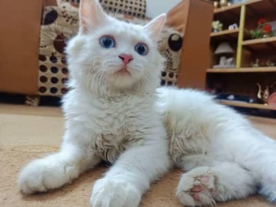 cat male sall
